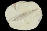 Miocene Fossil Leaf (Cinnamomum) - Augsburg, Germany #139163-1